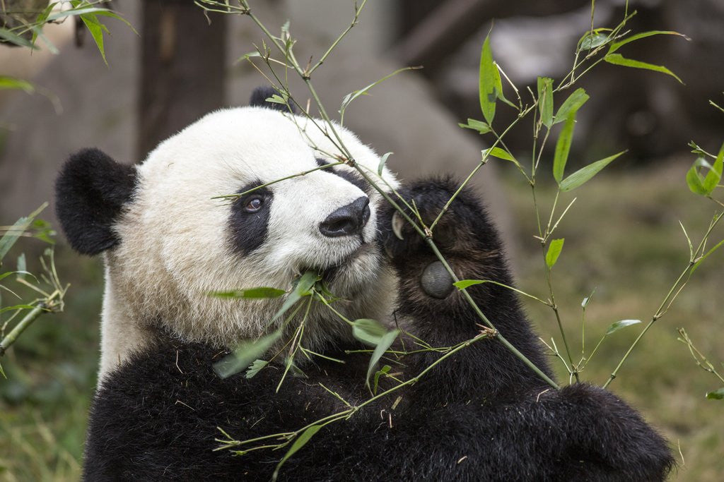 Detail of Giant Panda, Chengdu, China by Anonymous