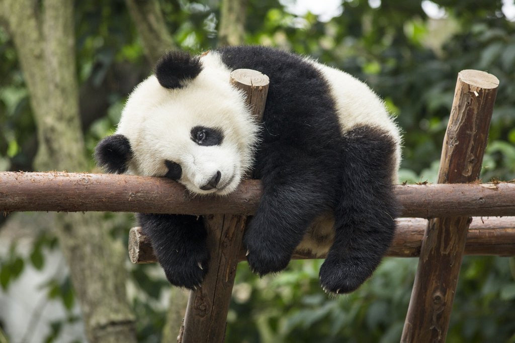Detail of Giant Panda Cub, Chengdu, China by Corbis