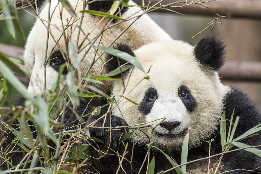 Detail of Giant Pandas, Chengdu, China by Corbis