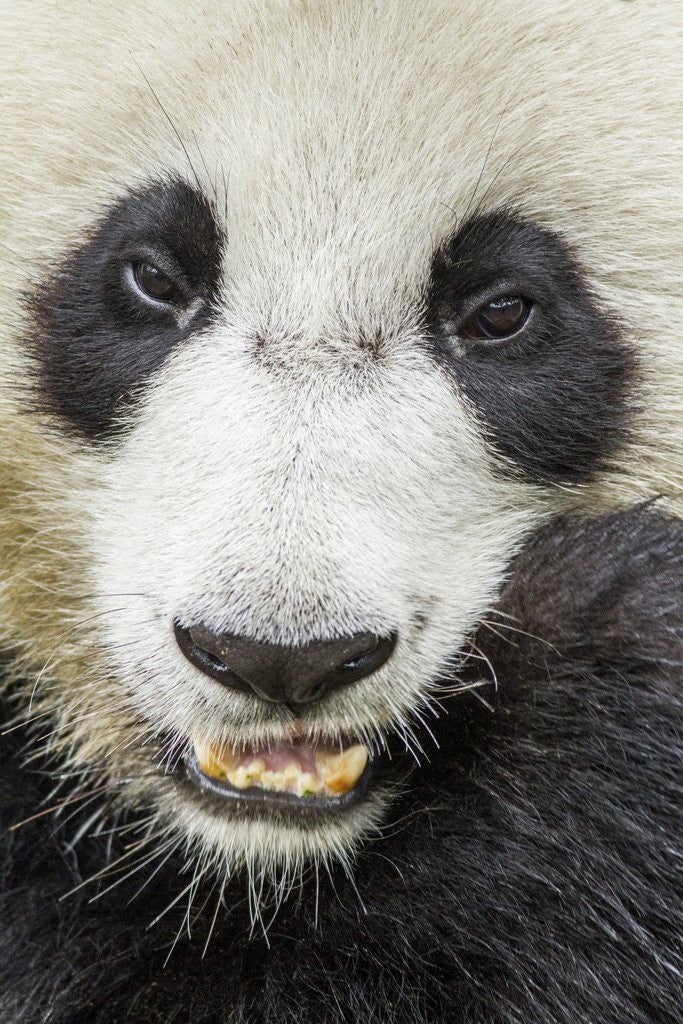 Detail of Giant Panda, Chengdu, China by Anonymous
