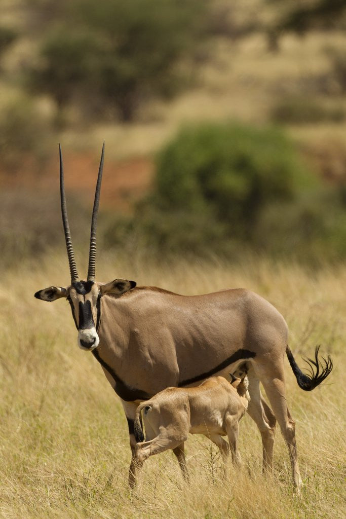 Detail of Bisea oryx by Anonymous