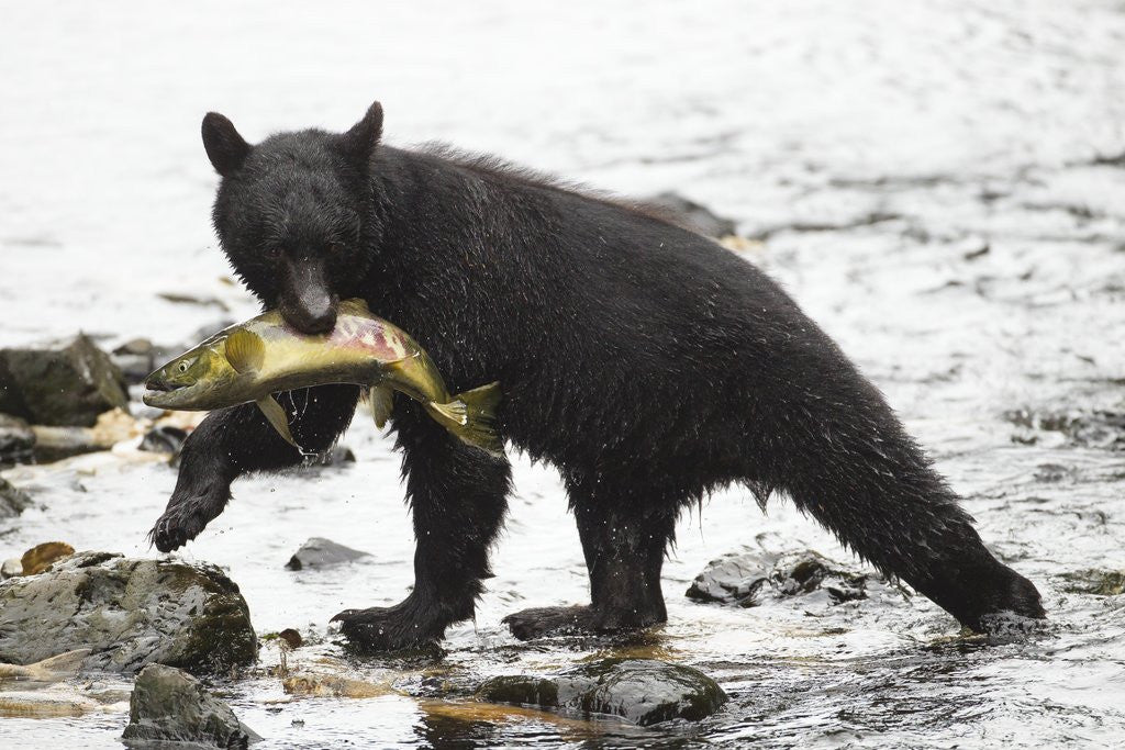 Detail of Black bear fishing by Corbis