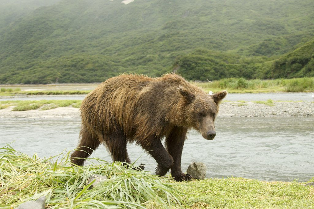 Detail of Brown bear by river by Anonymous