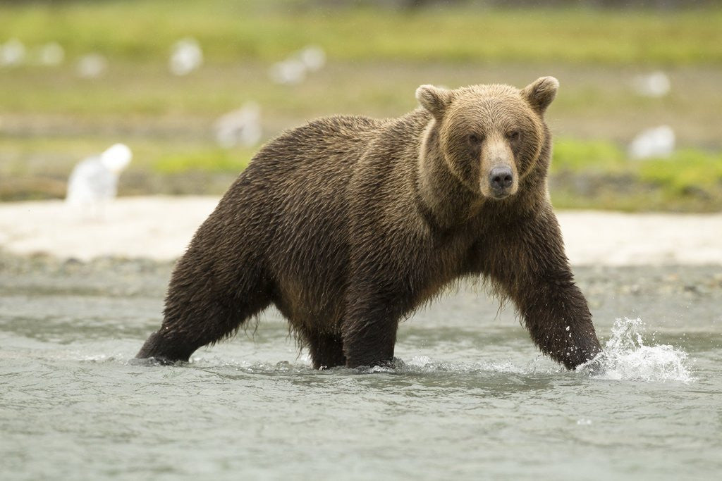 Detail of brown bear in river by Anonymous