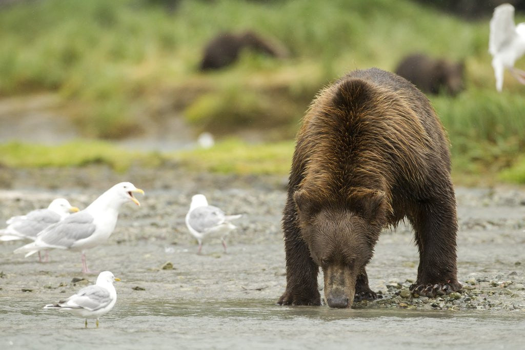 Detail of brown bear with sea gull by Anonymous
