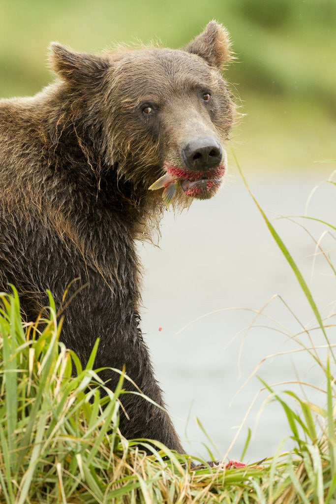 Detail of brown bear in grass by Anonymous