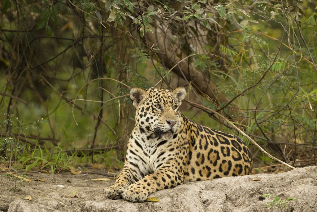 Detail of Jaguar resting by Anonymous