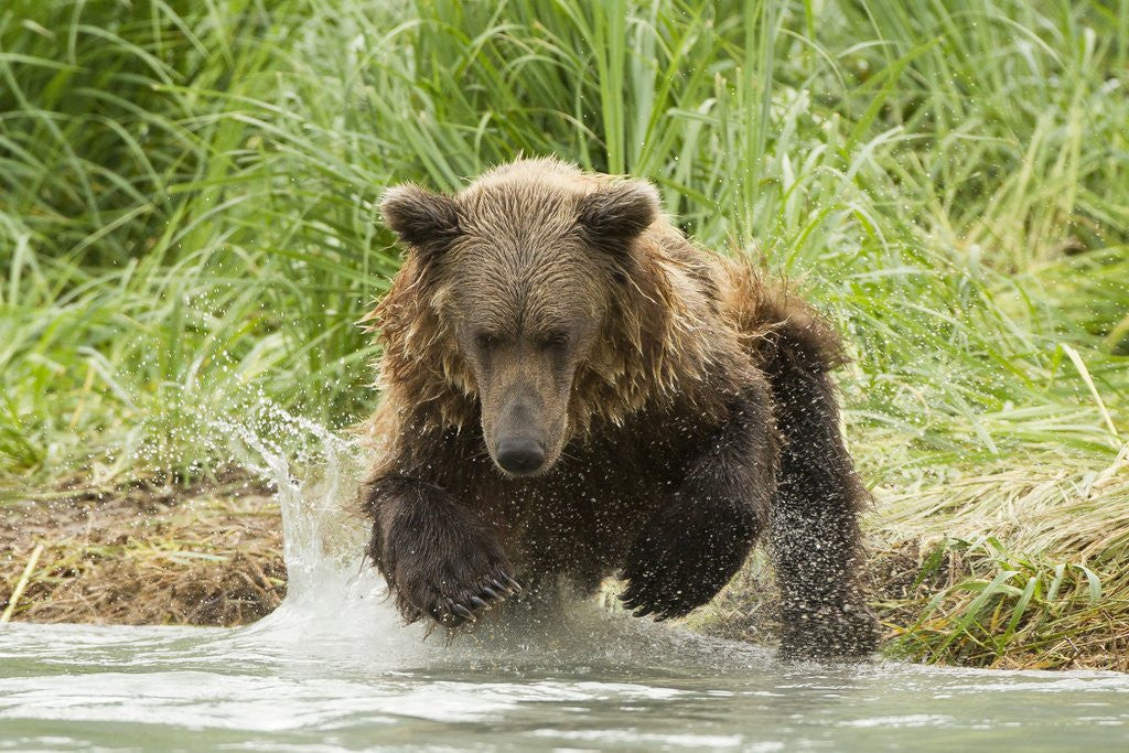 Detail of Brown bear jumping by Anonymous