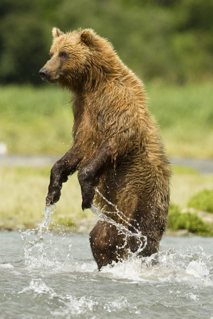 Detail of brown bear standing by Anonymous