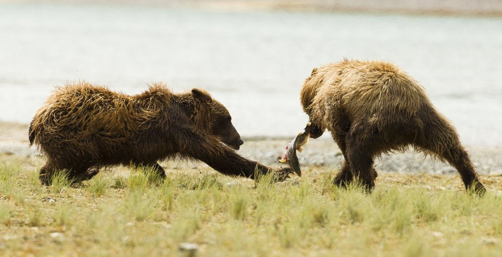 Detail of brown bears fighting over fish by Anonymous