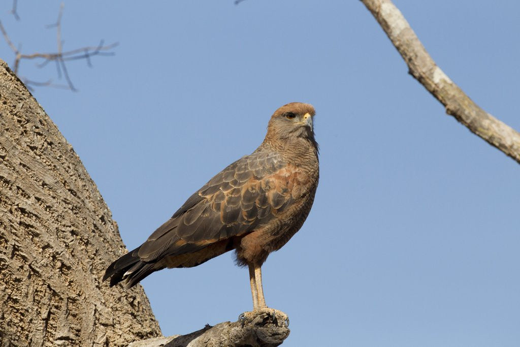 Detail of Savanna hawk perched by Corbis