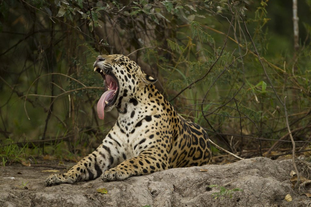 Detail of jaguar yawning by Anonymous