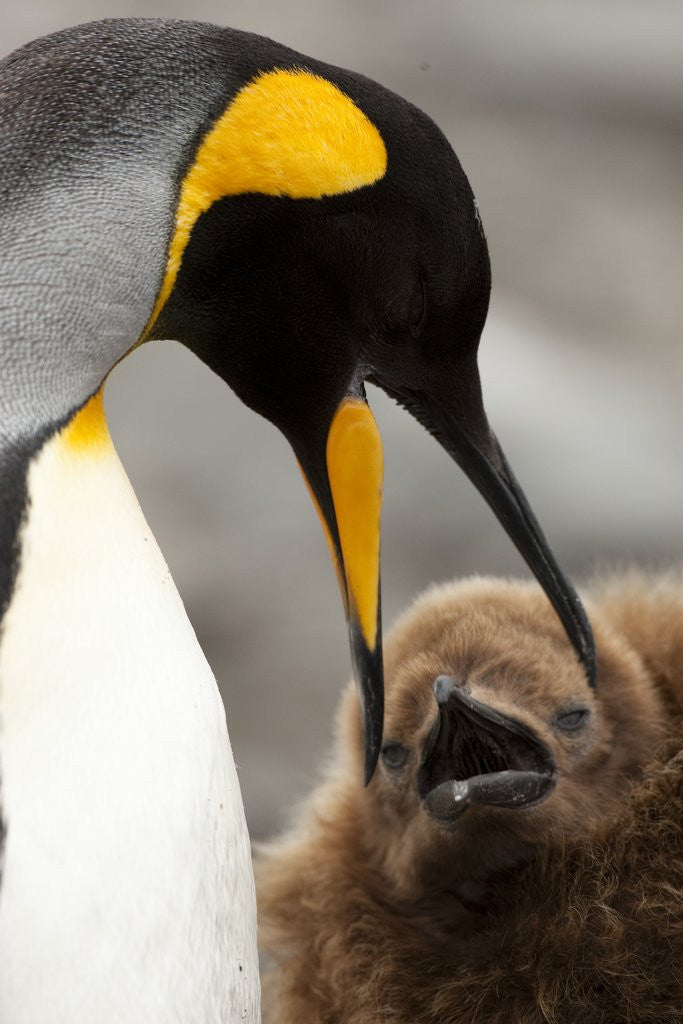 Detail of king penguin with baby by Anonymous