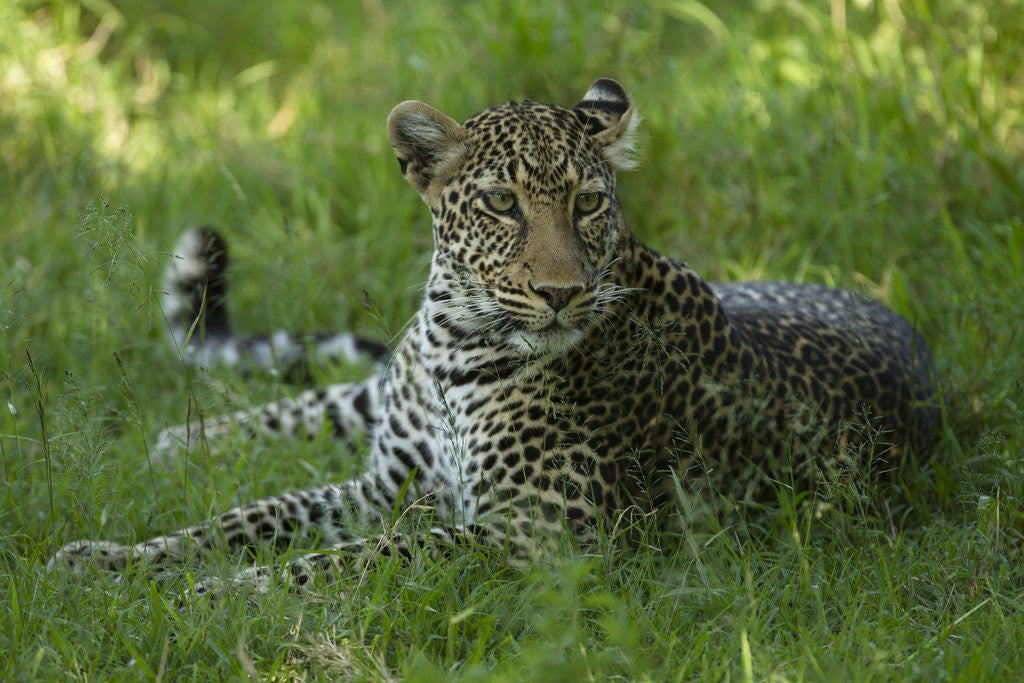 Detail of leopard in grass by Anonymous
