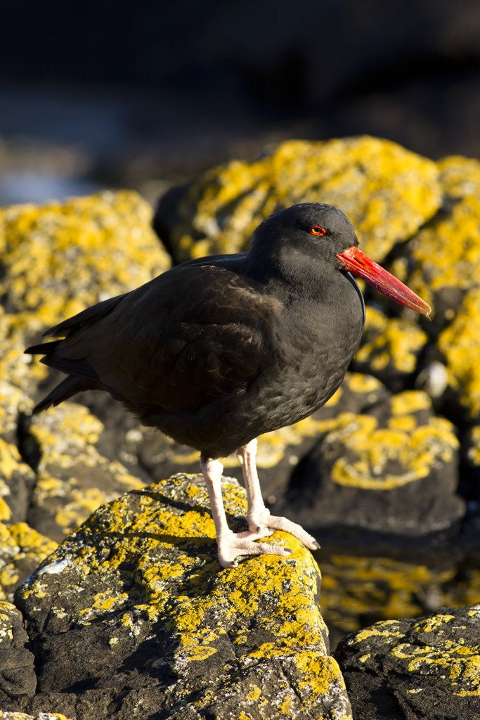 Detail of magelanic oystercatcher on rocks by Anonymous