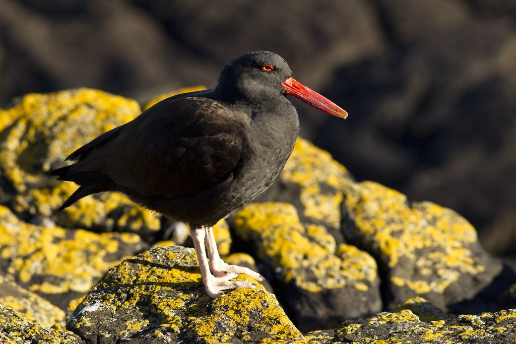 Detail of magellanic oystercatcher by Anonymous