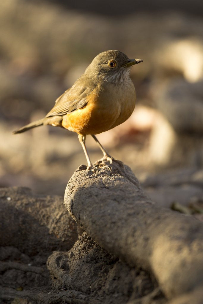 Detail of rufous-bellied thrush on rock by Anonymous