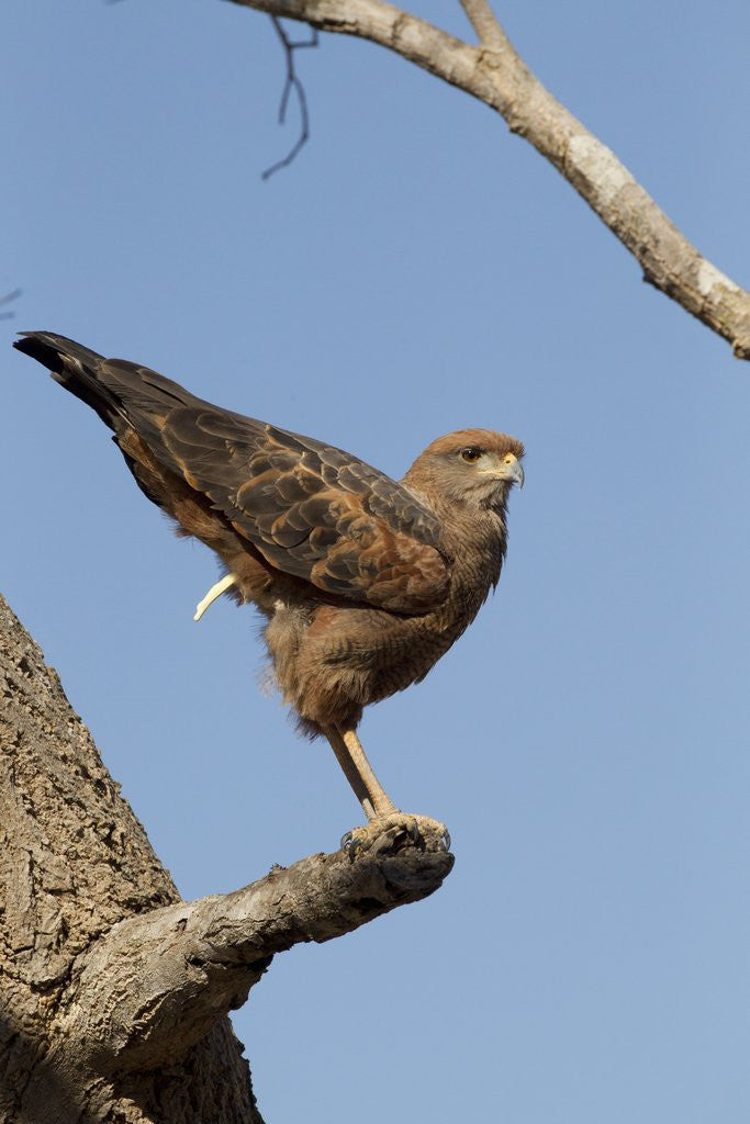 Detail of savanna hawk perched by Anonymous