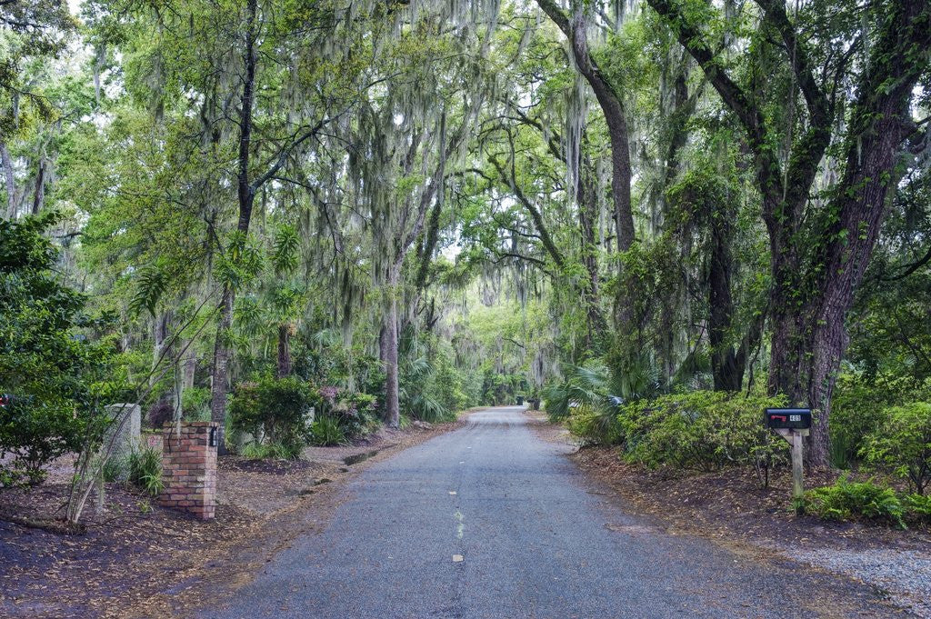 Detail of Live Oaks and Spanish Moss by Anonymous