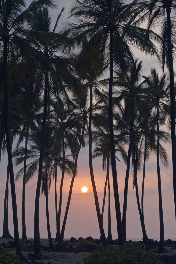 Detail of Palm Tree Sunset by Anonymous