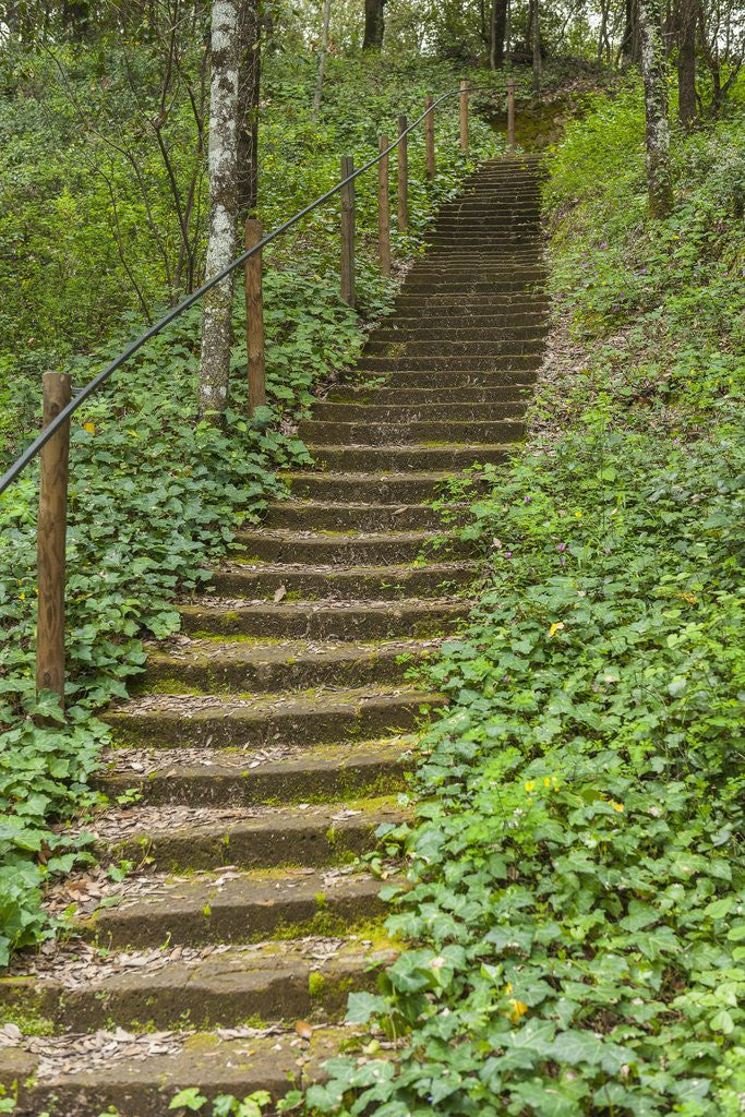 Detail of Bosco della Ragnaia, garden created by Sheppard Craige