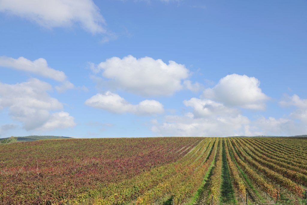 Detail of Vineyards near Poggio alle Mura by Anonymous