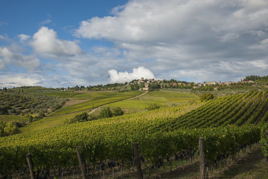 Detail of Vineyards near Panzano by Anonymous