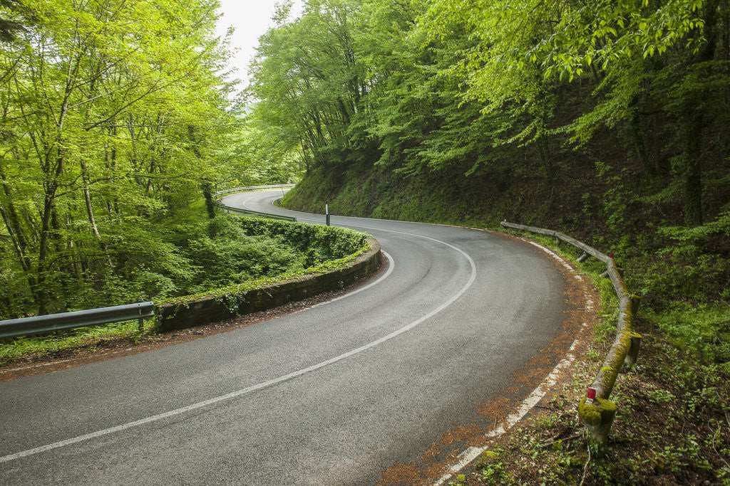 Detail of Road to Badia a Coltibuono by Anonymous