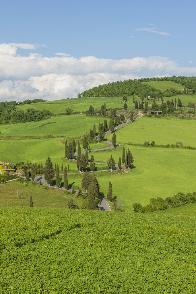 Detail of The famous road near Monticchiello by Anonymous