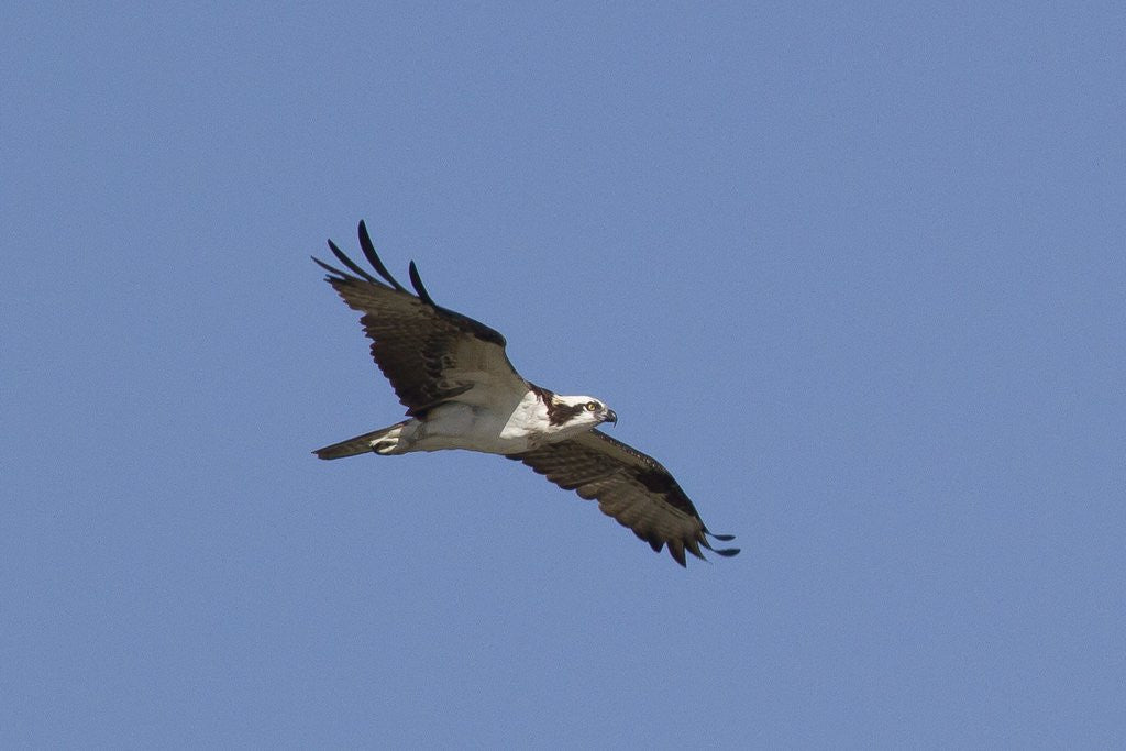 Detail of Osprey in flight by Anonymous