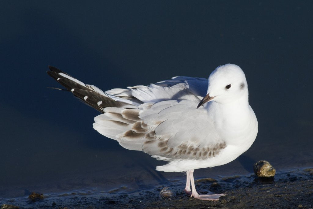 Detail of Bonaparte's Gull by Anonymous