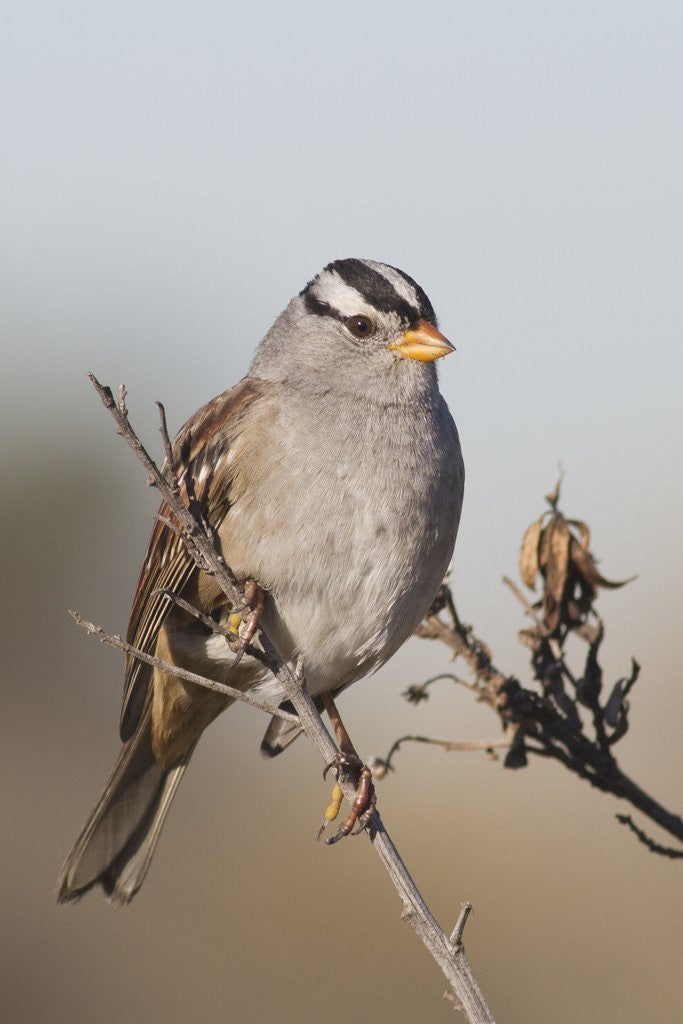Detail of White-Crowned Sparrow by Anonymous