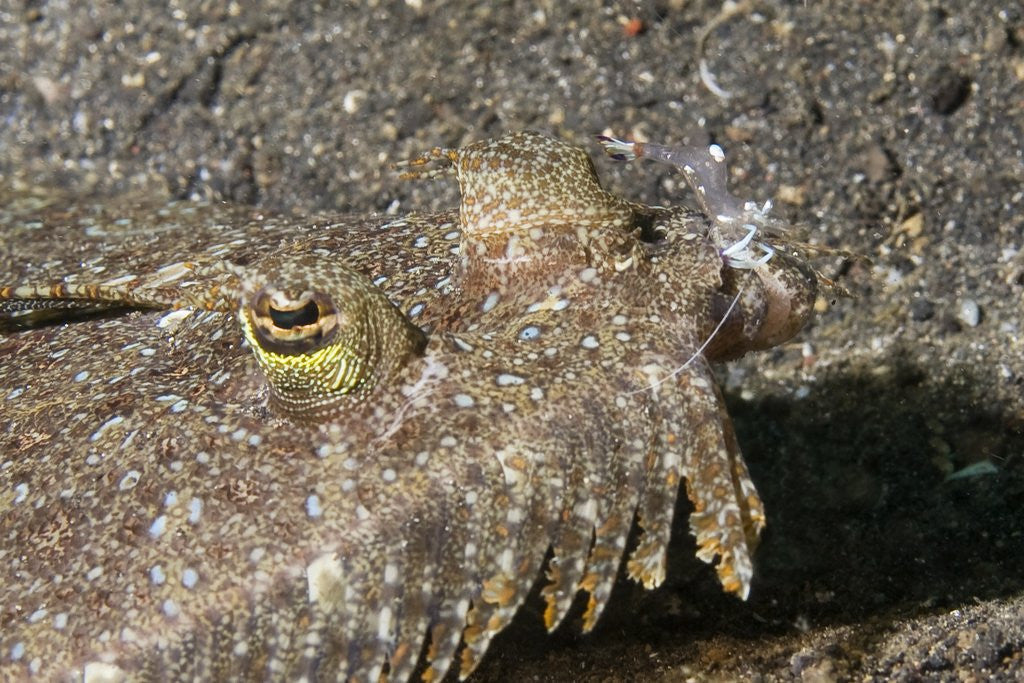 Detail of Magnificant Anemone Shrimp cleans a Sole by Anonymous