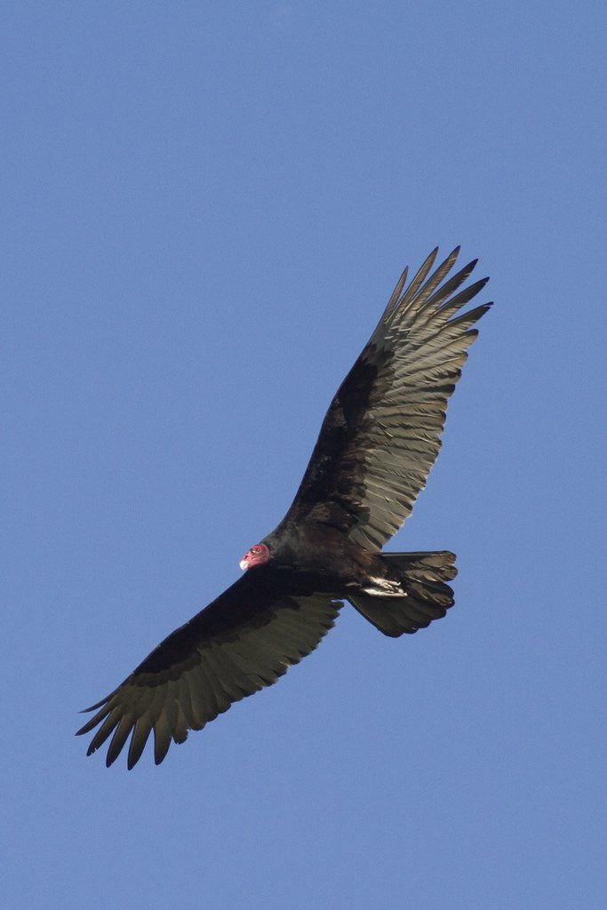 Detail of Turkey Vulture in flight by Anonymous