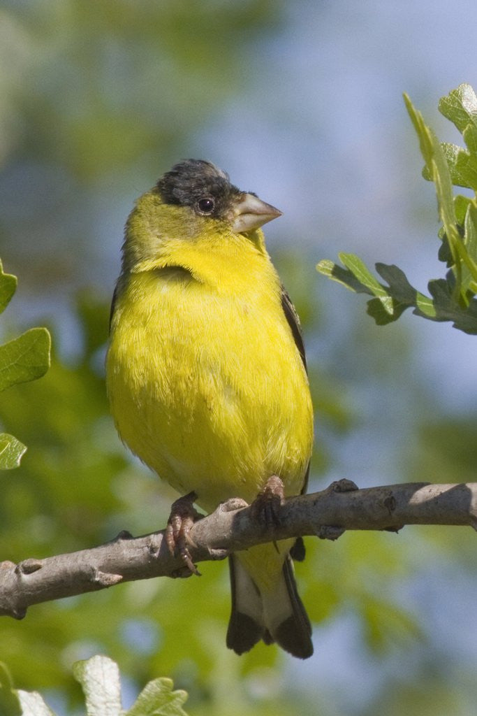 Detail of Lesser Goldfinch by Anonymous