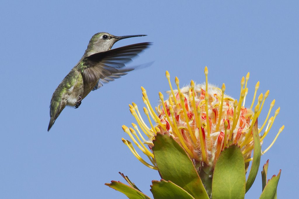 Detail of Anna's Hummingbird feeding by Anonymous