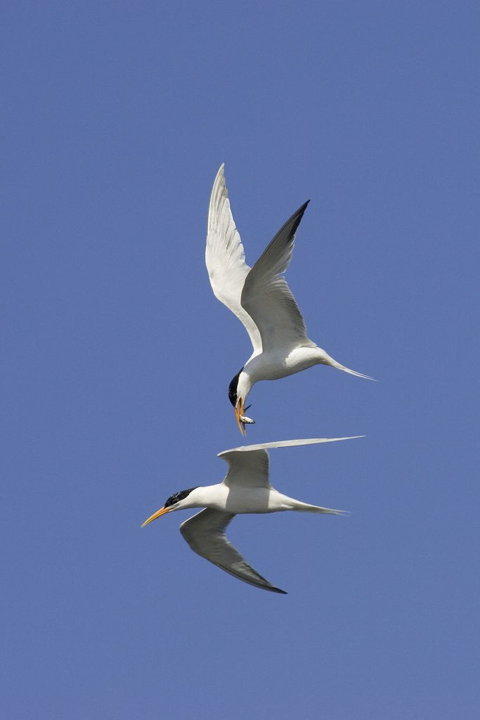 Detail of Elegant Terns in flight by Corbis