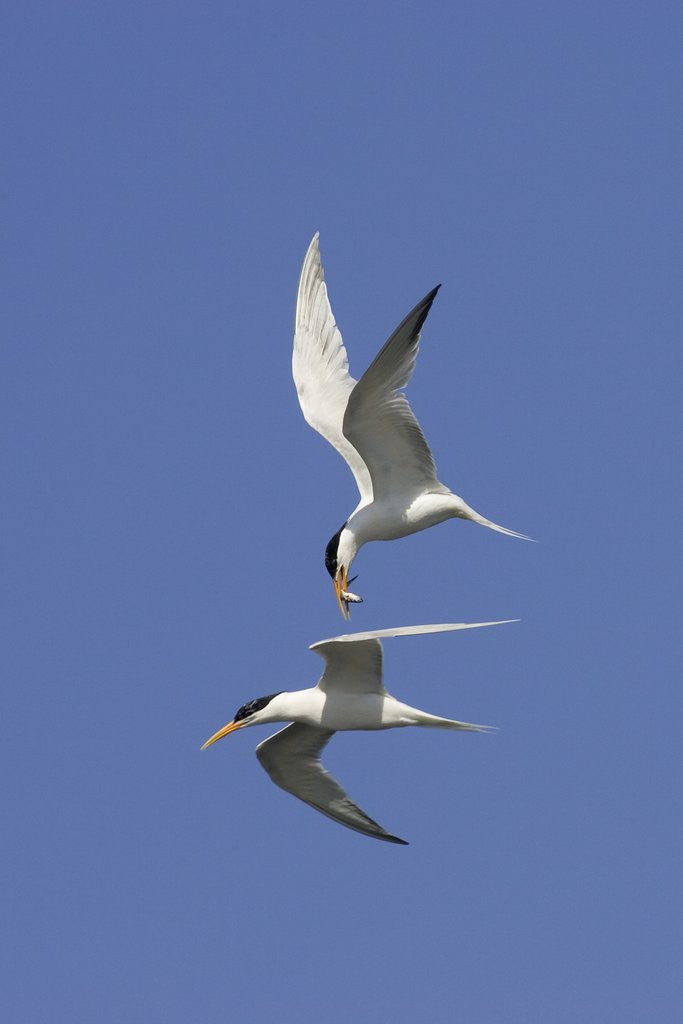 Detail of Elegant Terns in flight by Anonymous