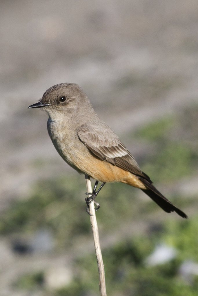 Detail of Say's Phoebe by Anonymous