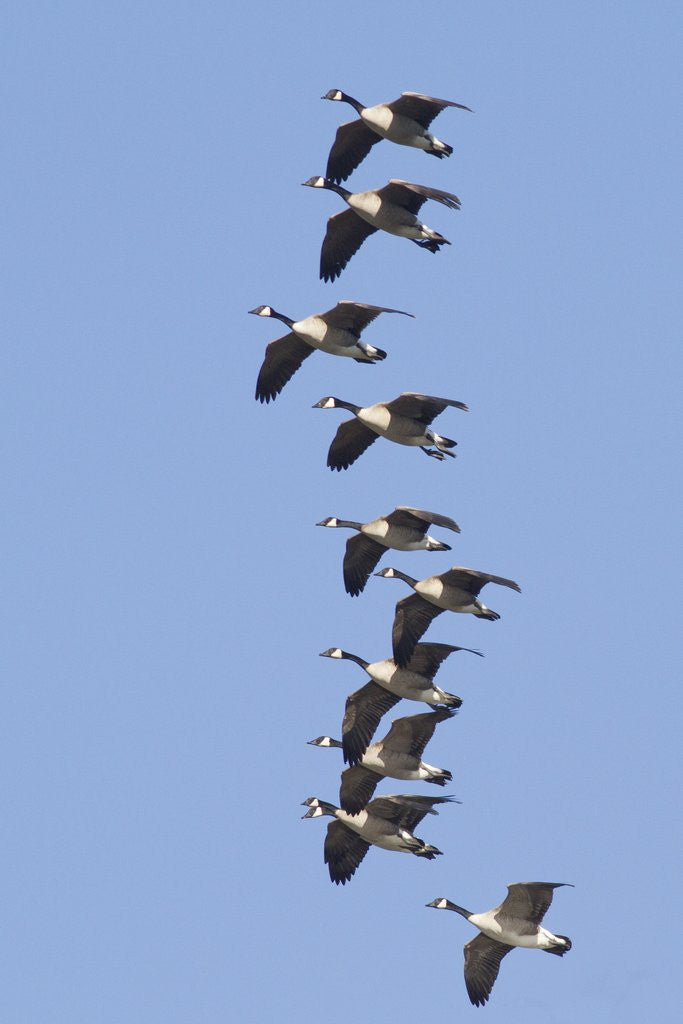 Detail of Canada Geese in flight by Anonymous