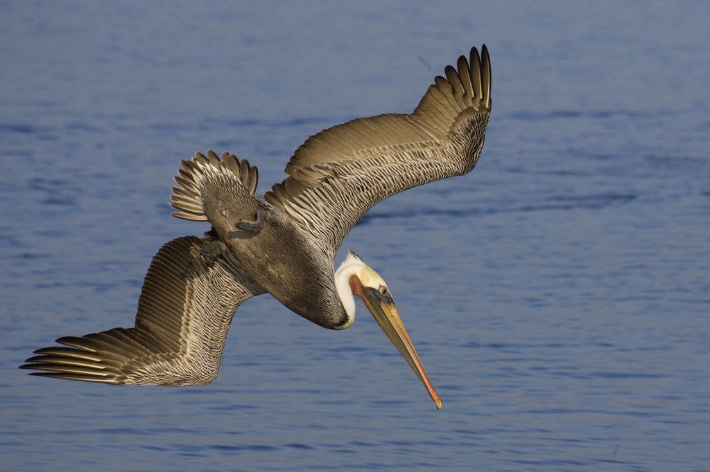 Detail of Brown Pelican diving by Anonymous