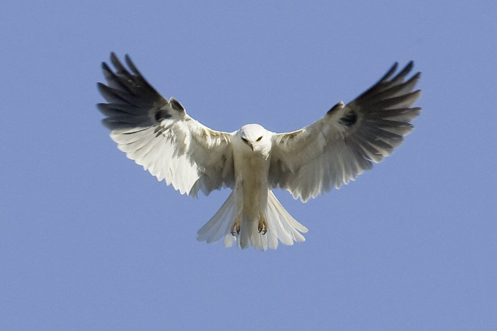 Detail of White-Tailed Kite hovering by Anonymous