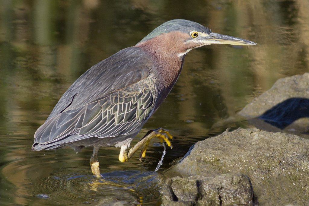 Detail of Green Heron hunting by Anonymous