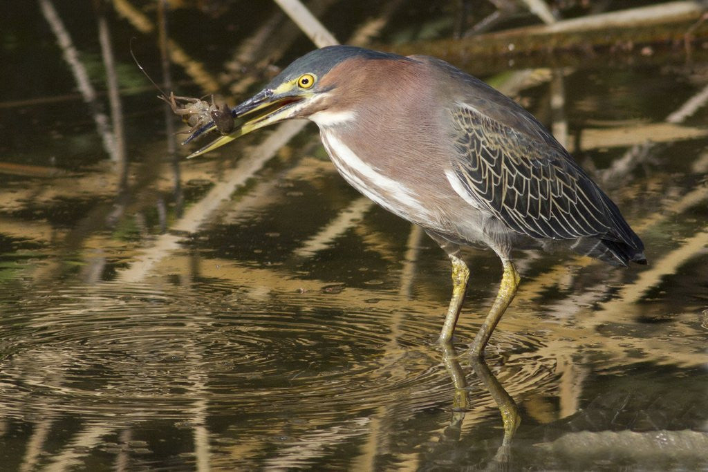 Detail of Green Heron catchs a crawfish by Anonymous