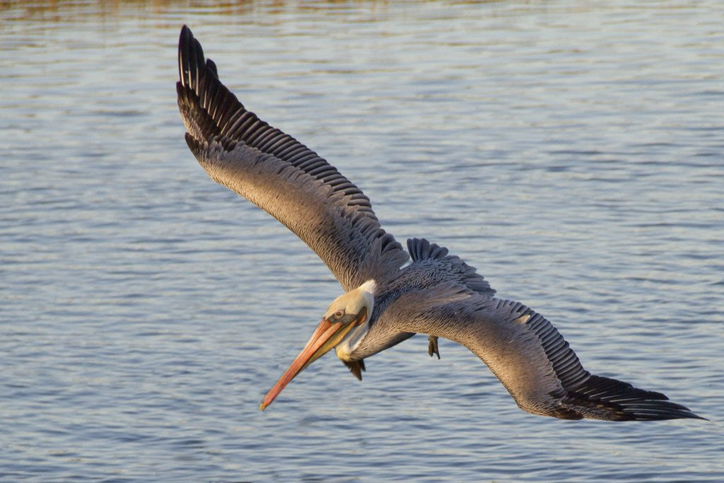 Detail of Brown Pelican in breeding plummage flying by Anonymous