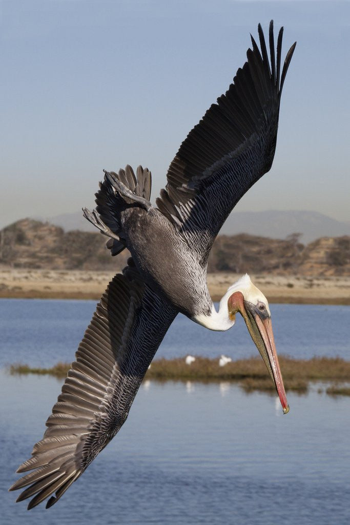Detail of Brown Pelican in breeding plummage dives for fish by Anonymous
