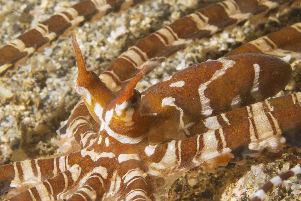 Detail of Eyestalks of Wunderpus Octopus by Anonymous