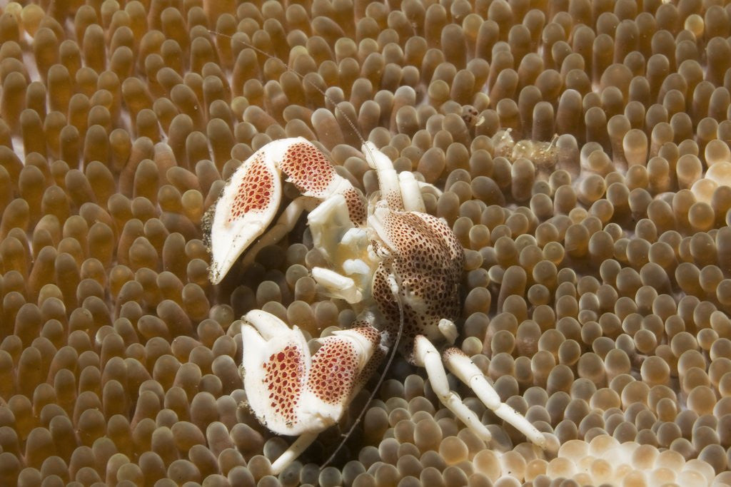 Detail of Spotted Porcelain Crab by Anonymous