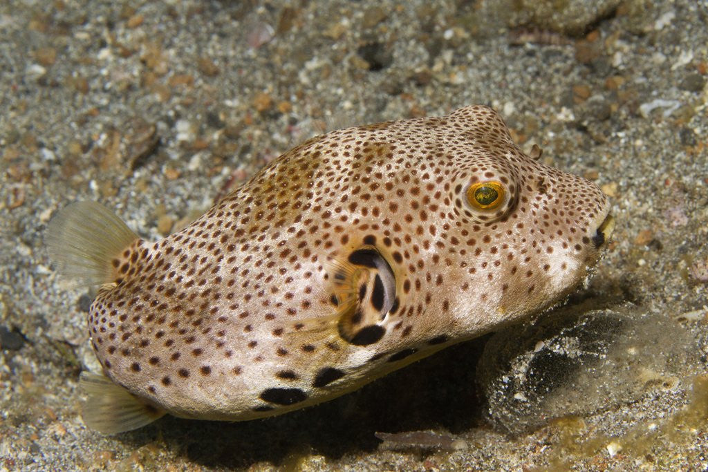 Detail of Star Puffeer older juvenile by Anonymous