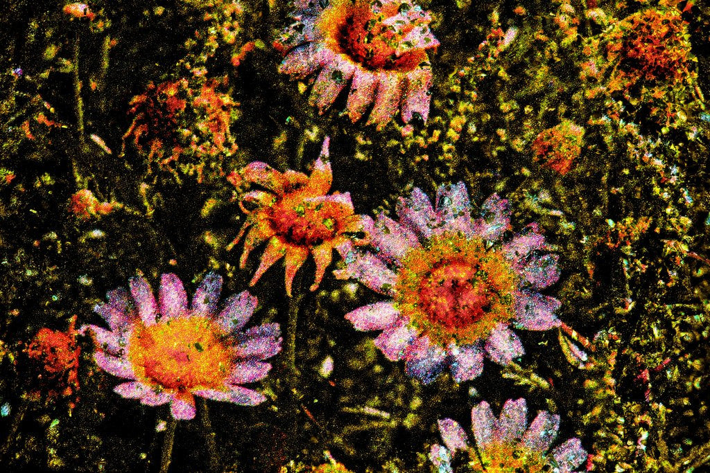 Detail of Daisies by Anonymous